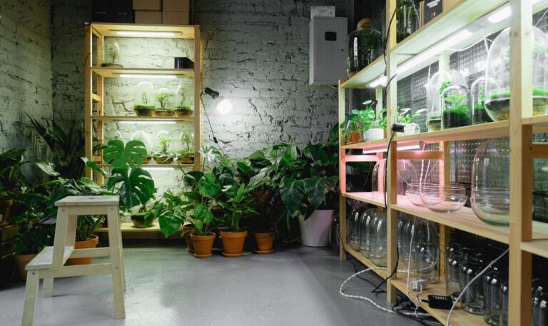 Luces LED hidroponía casera en estantería de cultivo interior con plantas bajo grow light