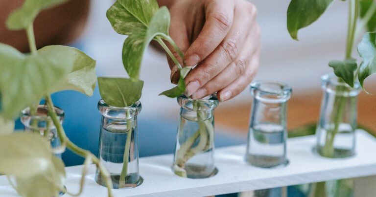 Botellas de nutrientes para hidroponía casera en formato líquido A y B