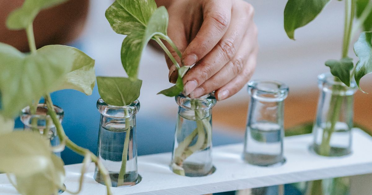 Botellas de nutrientes para hidroponía casera en formato líquido A y B