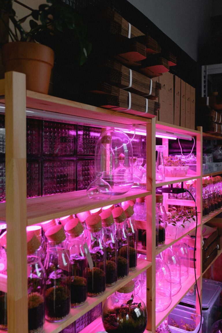 Cultivo indoor casero con estanterías de plantas bajo luces LED de cultivo