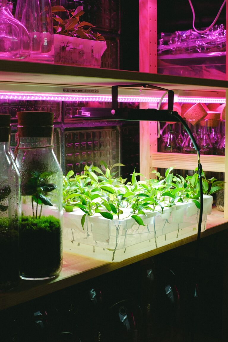 Hidroponía de bajo consumo eléctrico: plantones bajo una luz LED económica
