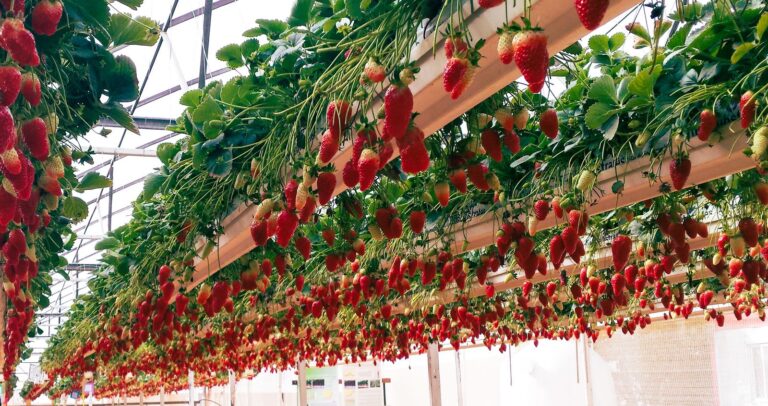 Hidroponía de fresas: fresas creciendo en un sistema vertical colgante