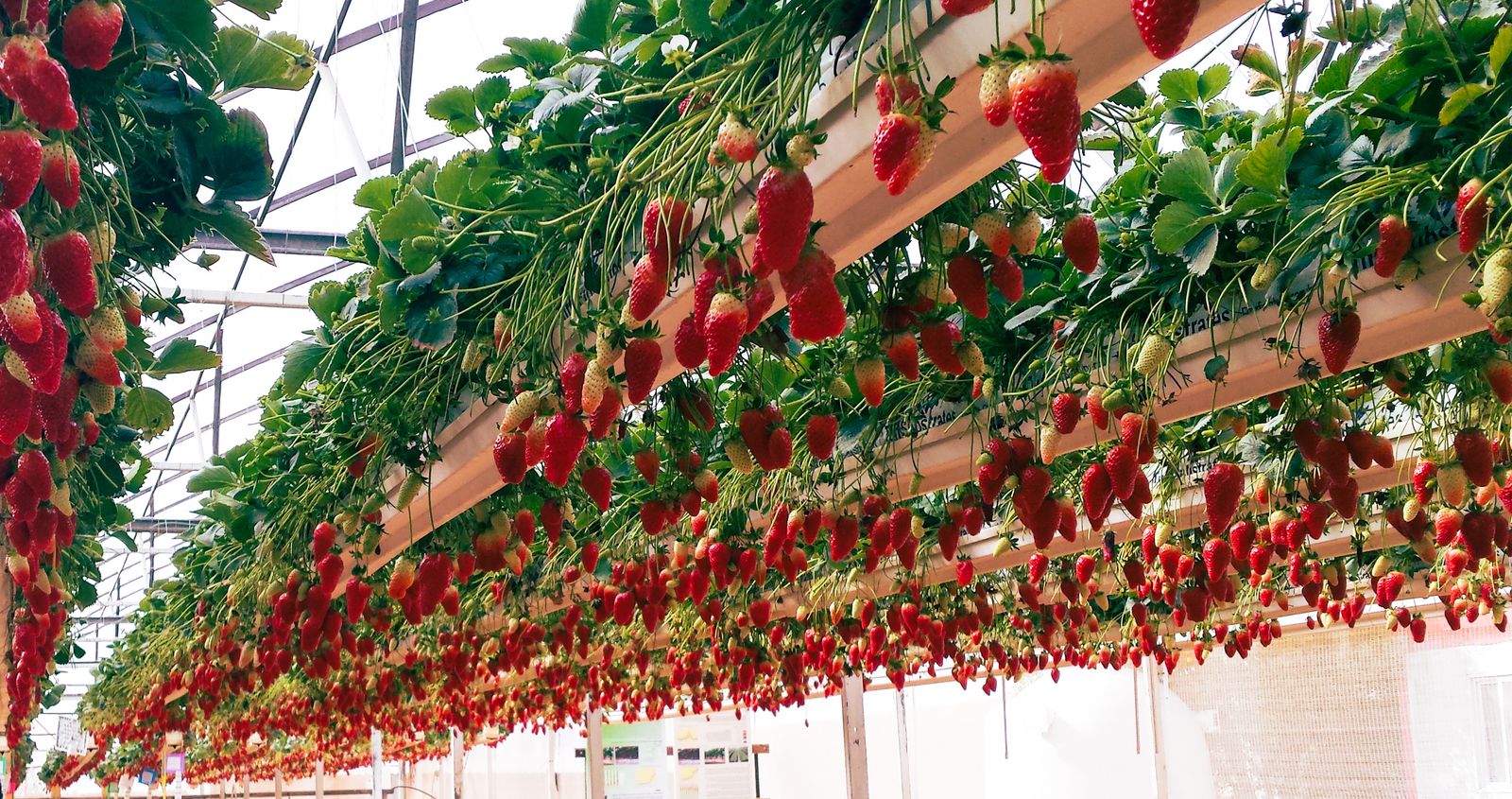 Hidroponía de fresas: fresas creciendo en un sistema vertical colgante