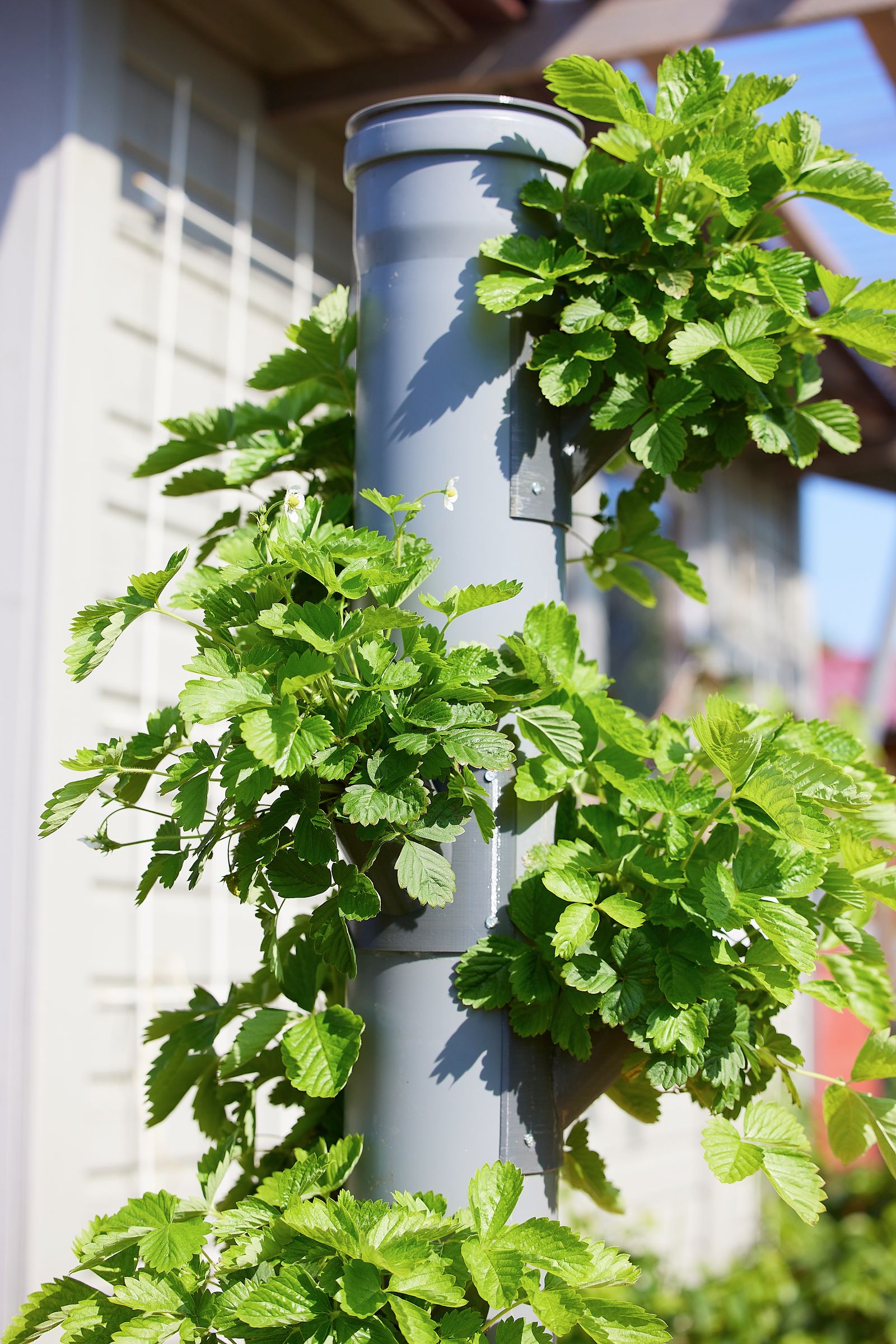 Hidroponía en espacios pequeños: sistema vertical compacto de cultivo