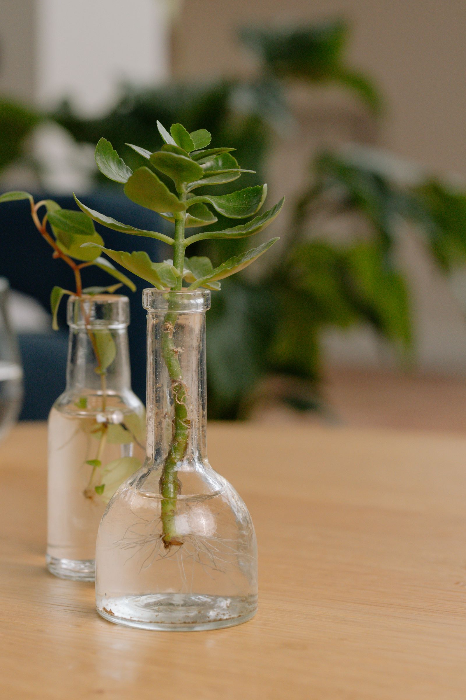Hidroponía presupuesto ajustado: plantas propagándose en botellas de cristal caseras