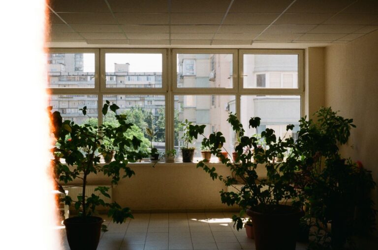 Hidroponía sin terraza ni balcón: plantas de interior aprovechando la luz de la ventana