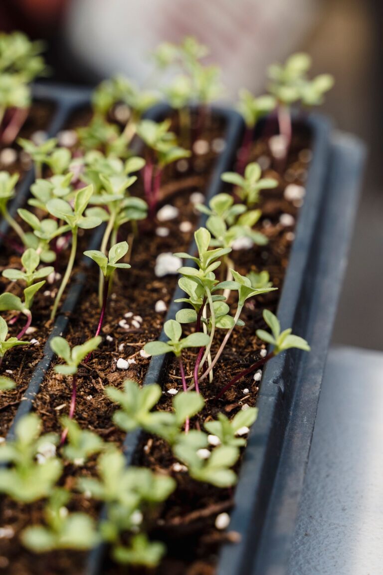Microgreens en casa: brotes recién germinados en bandeja de cultivo