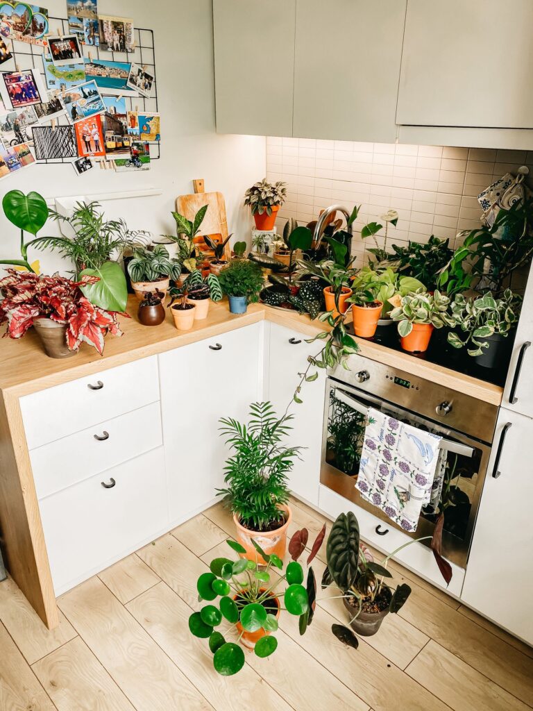 Plantas de interior fáciles de cuidar sobre una encimera de cocina